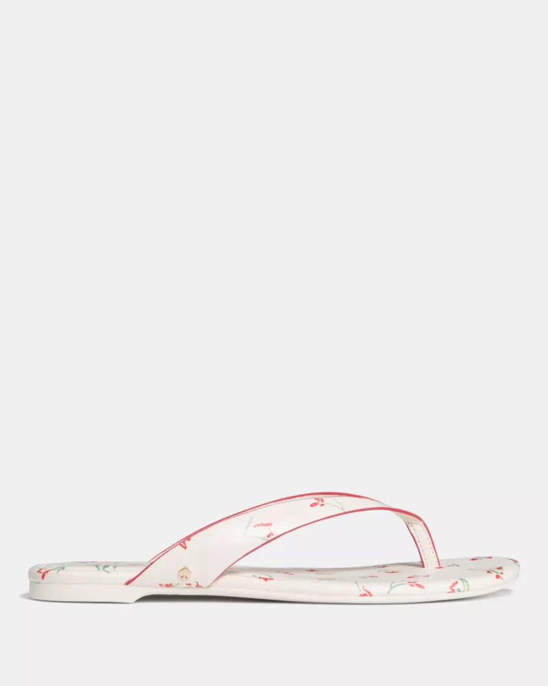 Cream Multi